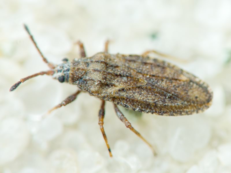 Tingis (Tropidocheila) maculata (Herrich-Schäffer, 1838)